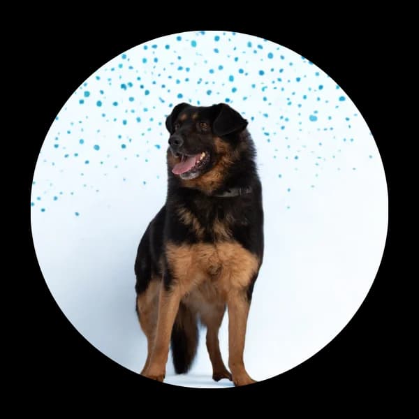 Zgrzyt, male Mixed Breed for adoption at Schronisko Chorzow, Chorzów