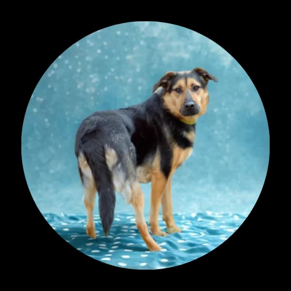 Zuch, male Mixed Breed for adoption at Schronisko Chorzow, Chorzów