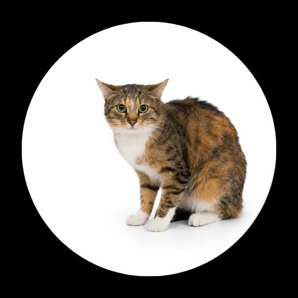 Zupka, female 3yo Mixed Breed for adoption at Schronisko Chorzow, Chorzów