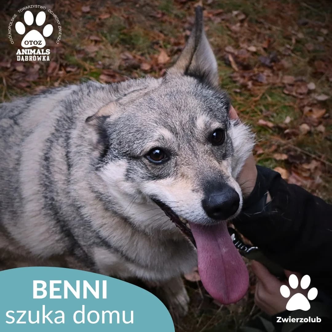 Schronisko dla zwierząt w Dąbrówce,  3yo Mixed Breed for adoption at Schronisko dla Bezdomnych Zwierząt w Dąbrówce