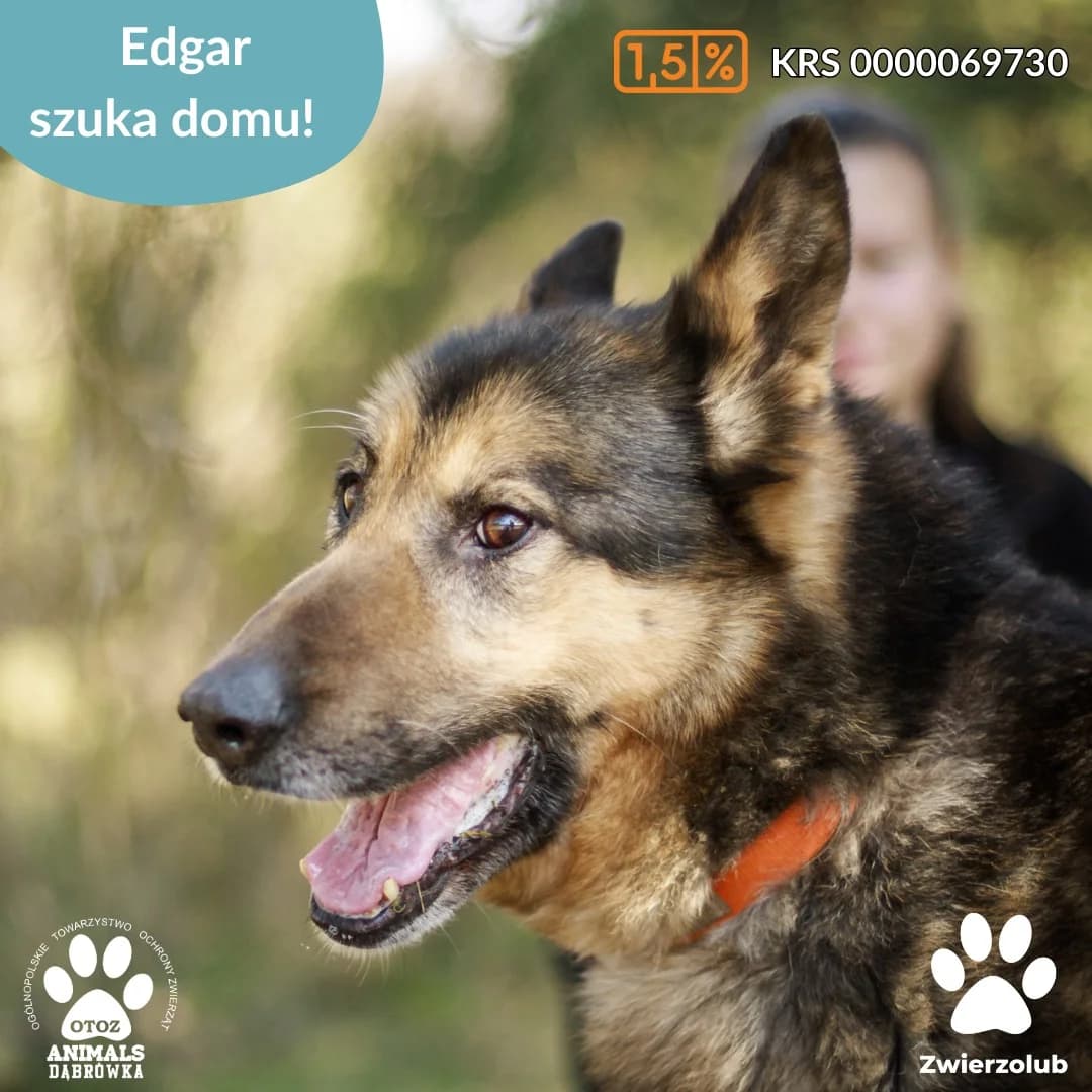 Schronisko dla zwierząt w Dąbrówce,  Mixed Breed for adoption at Schronisko dla Bezdomnych Zwierząt w Dąbrówce