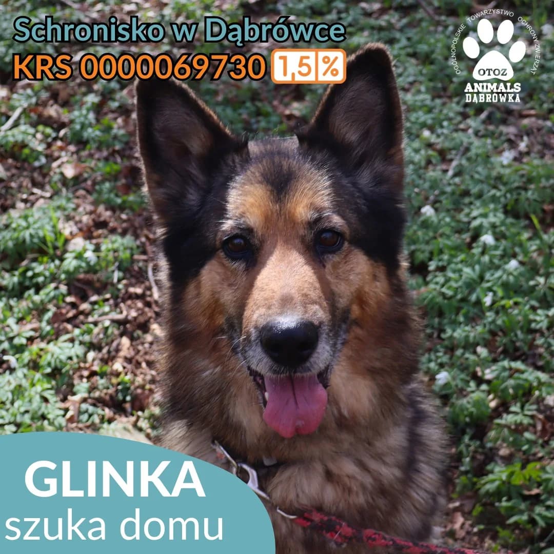 Schronisko dla zwierząt w Dąbrówce, male Mixed Breed for adoption at Schronisko dla Bezdomnych Zwierząt w Dąbrówce