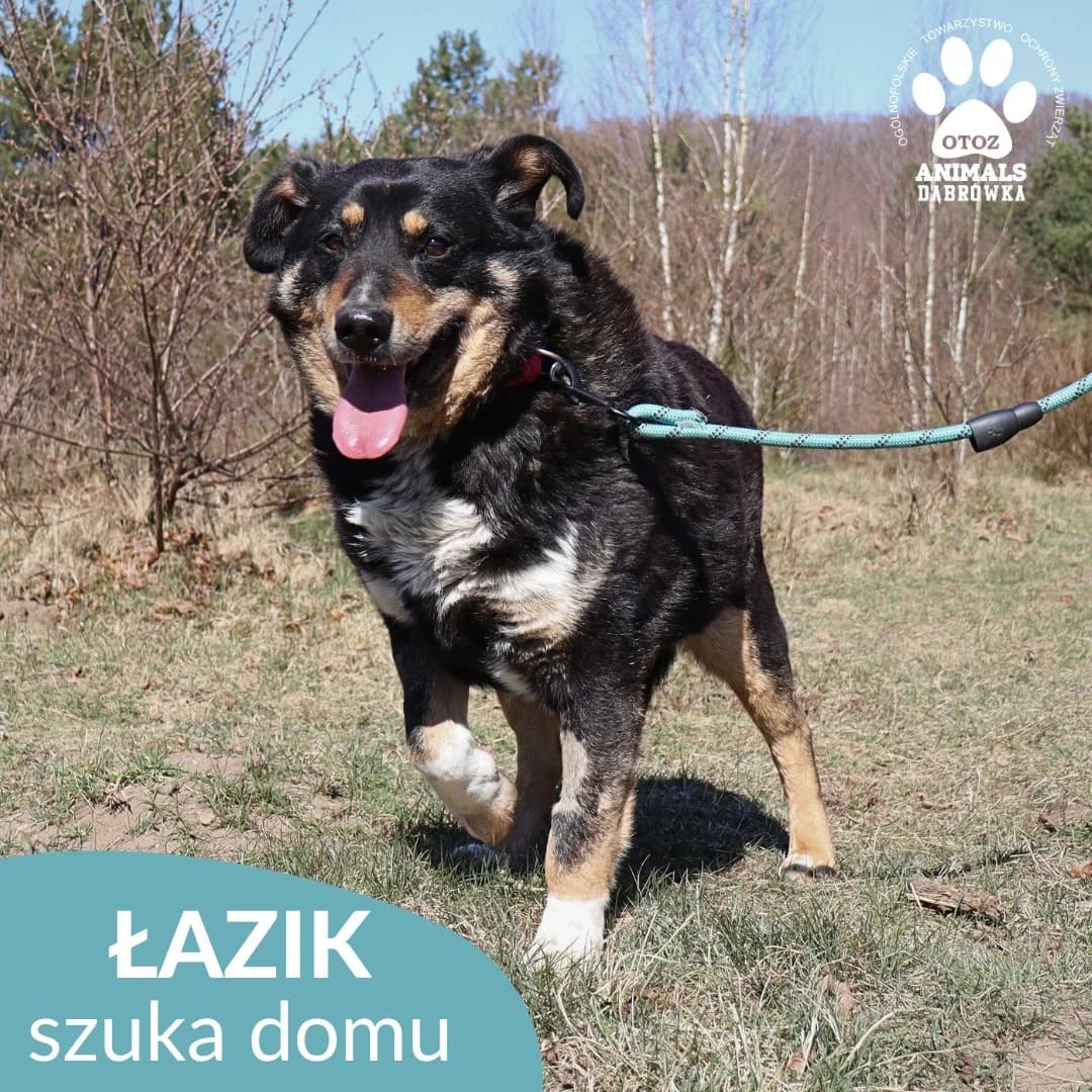 Schronisko dla zwierząt w Dąbrówce,  7yo Mixed Breed for adoption at Schronisko dla Bezdomnych Zwierząt w Dąbrówce