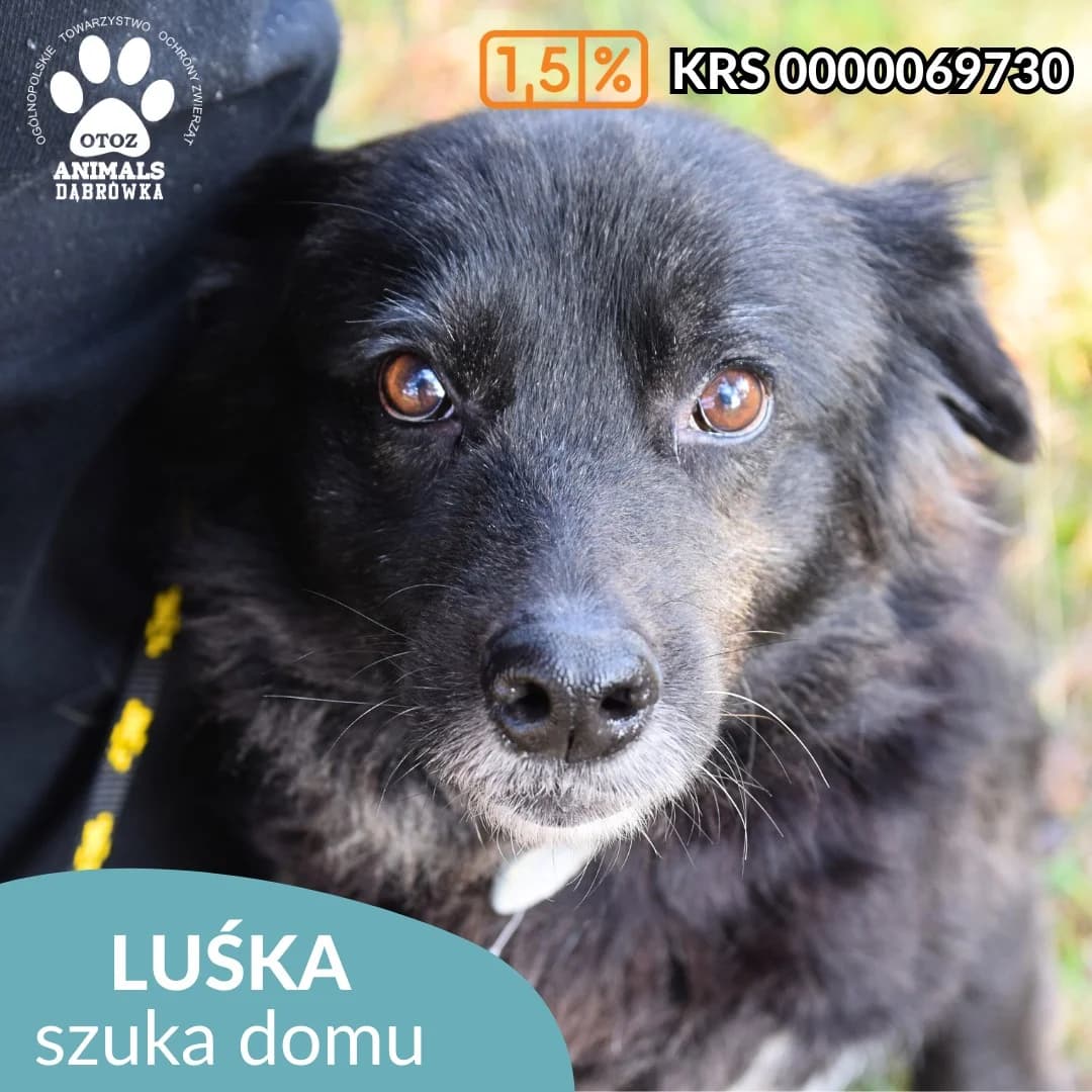 Schronisko dla zwierząt w Dąbrówce,  Mixed Breed for adoption at Schronisko dla Bezdomnych Zwierząt w Dąbrówce
