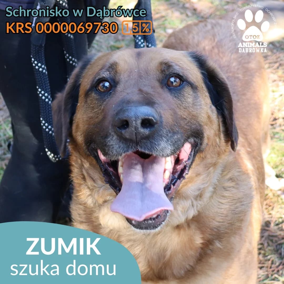 Schronisko dla zwierząt w Dąbrówce,  Mixed Breed for adoption at Schronisko dla Bezdomnych Zwierząt w Dąbrówce