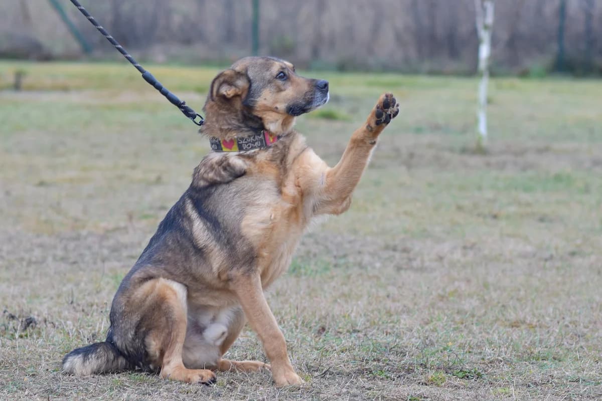 Clyde,  Mixed Breed for adoption at Lucky Paws North Macedonia, Skopje