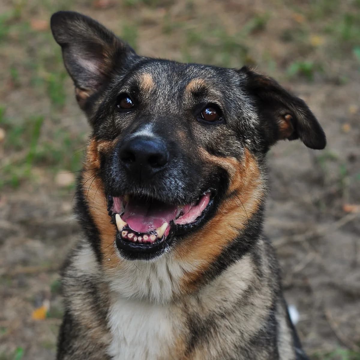 Aston, male 5yo Mixed Breed for adoption at Schronisko Gliwice