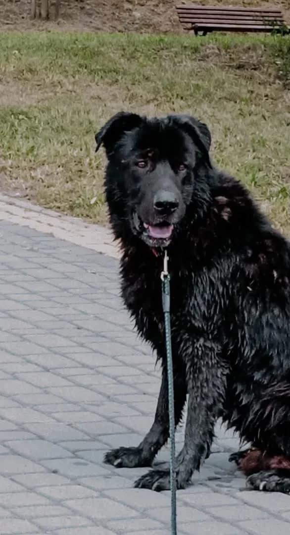 Balto, male puppy Mixed Breed for adoption at Schronisko Gliwice