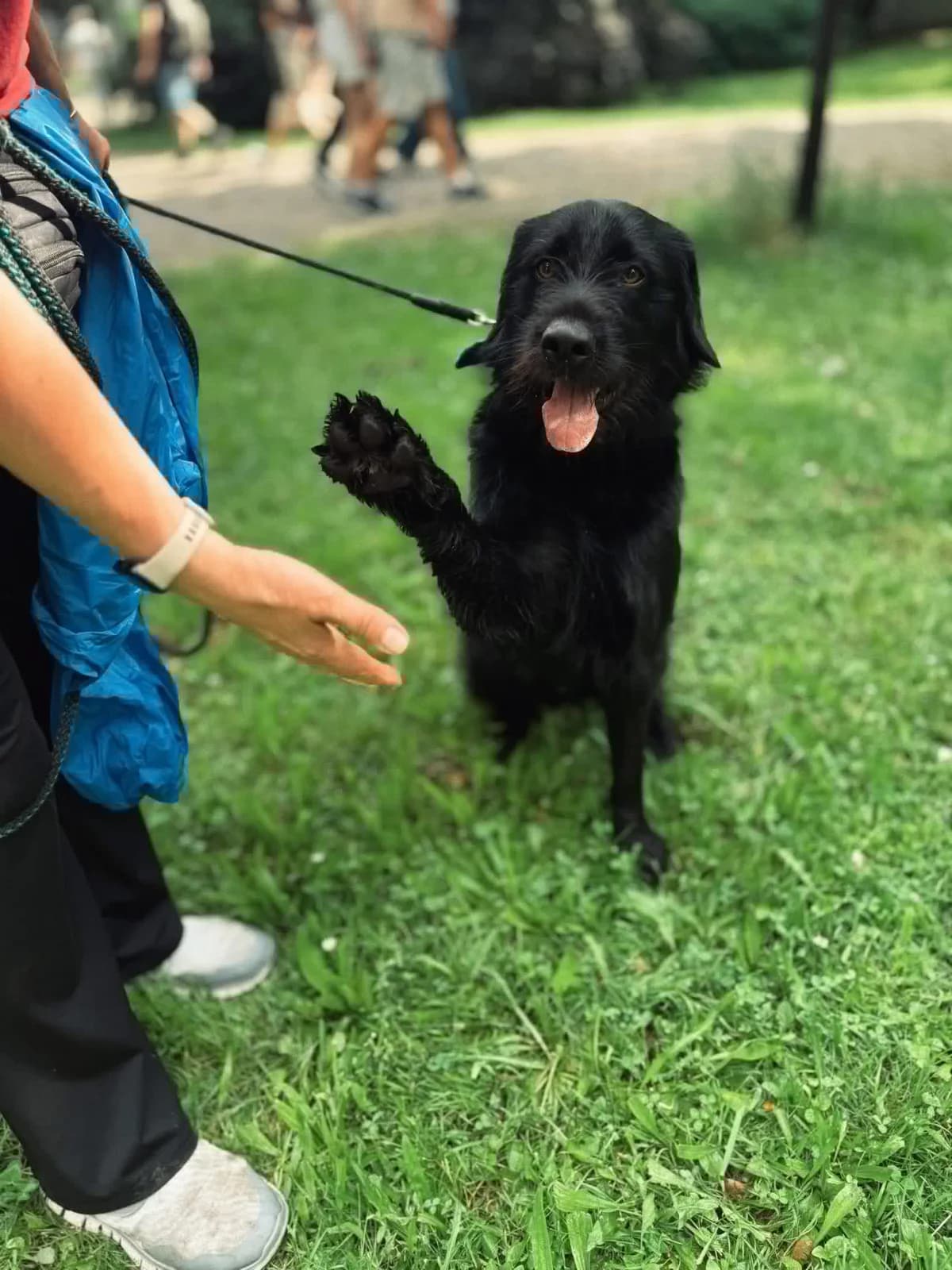 Bazyl, Mixed Breed (Schronisko Gliwice)