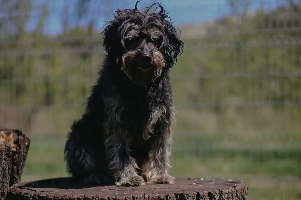 Bruno, male 6yo Mixed Breed for adoption at Schronisko Gliwice