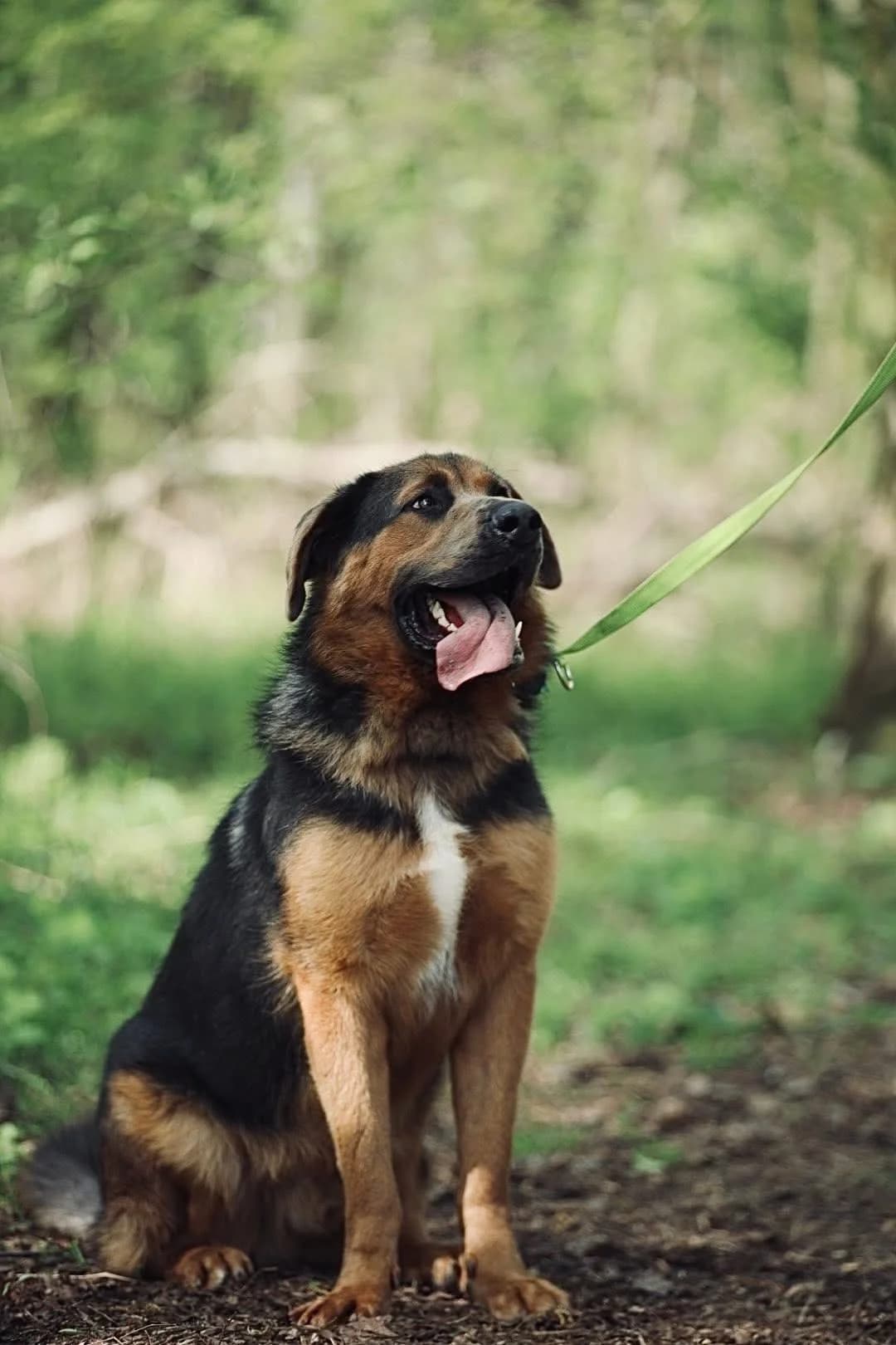 Bubuś, male puppy Mixed Breed for adoption at Schronisko Gliwice