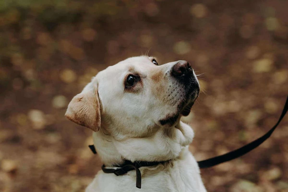 Budyń, male 6yo Mixed Breed for adoption at Schronisko Gliwice