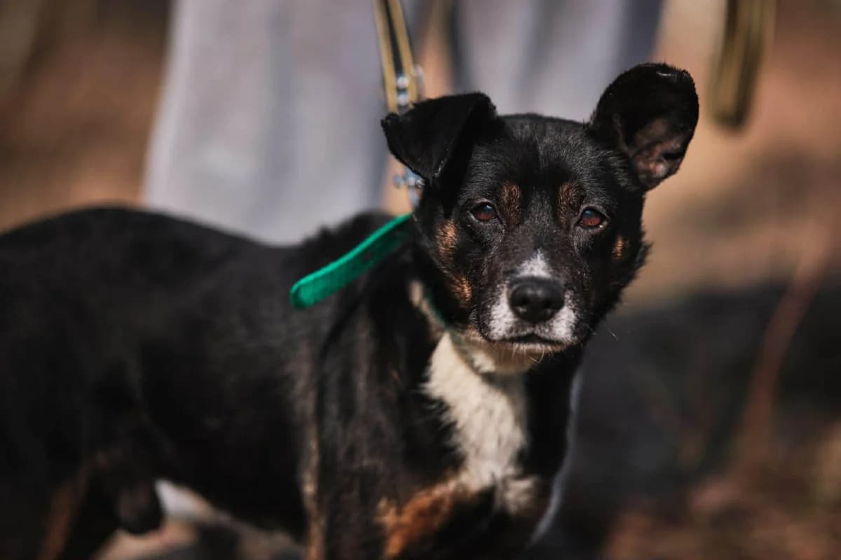 Cezik, male puppy Mixed Breed for adoption at Schronisko Gliwice