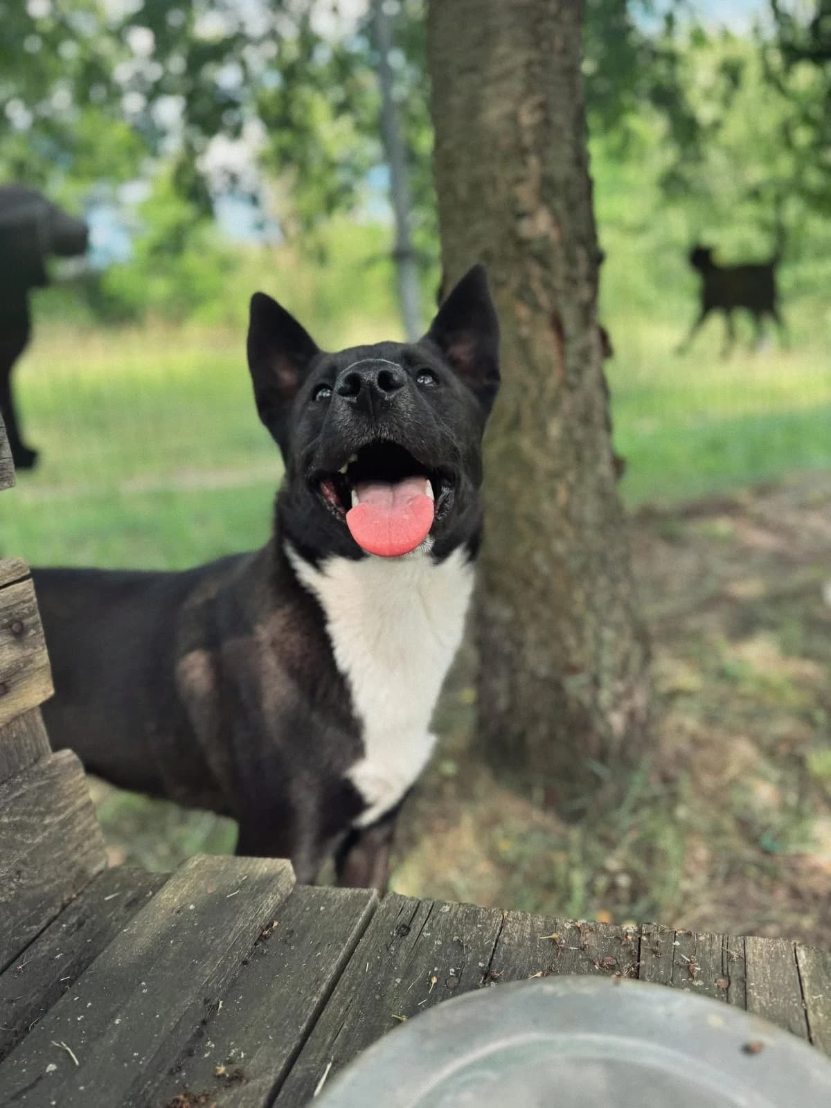 Cosmo, male puppy Mixed Breed for adoption at Schronisko Gliwice