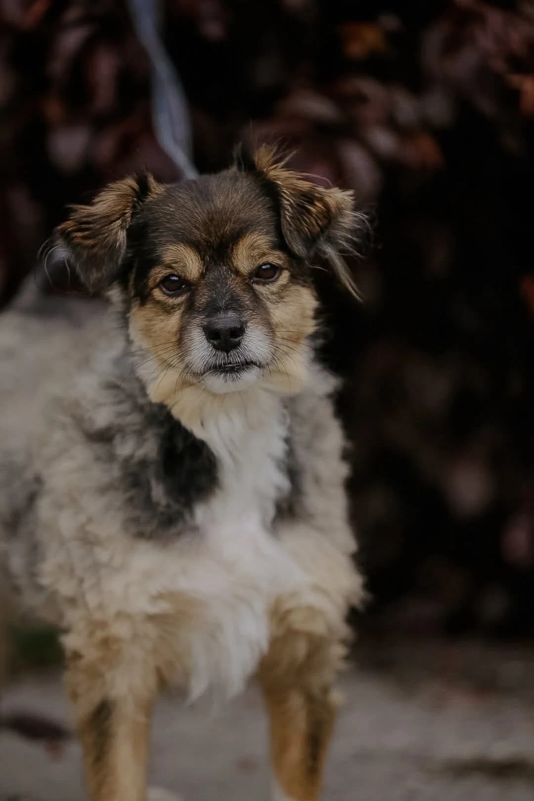 Czubi, male puppy Mixed Breed for adoption at Schronisko Gliwice