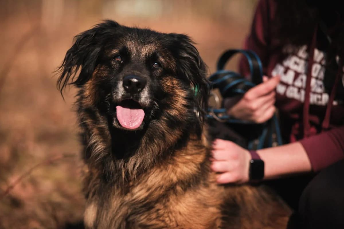 Frodo, male puppy Mixed Breed for adoption at Schronisko Gliwice