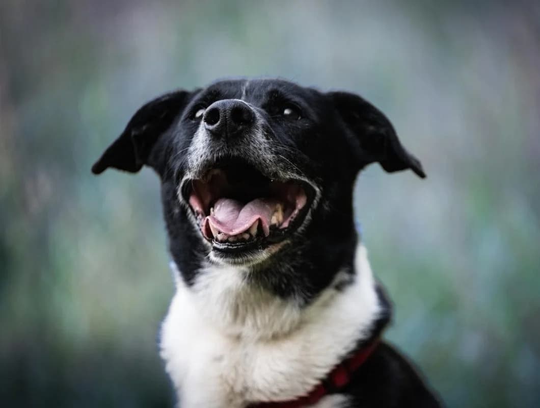 Golf, male puppy Mixed Breed for adoption at Schronisko Gliwice