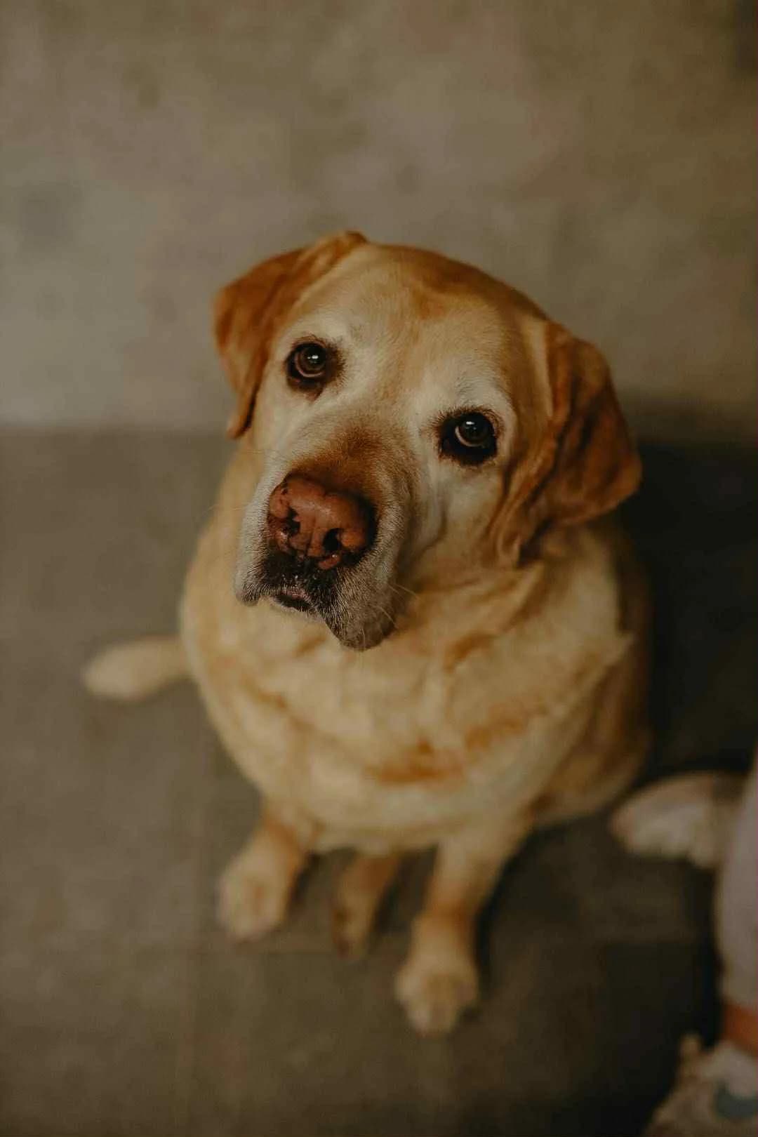 Hugo, male senior Mixed Breed for adoption at Schronisko Gliwice
