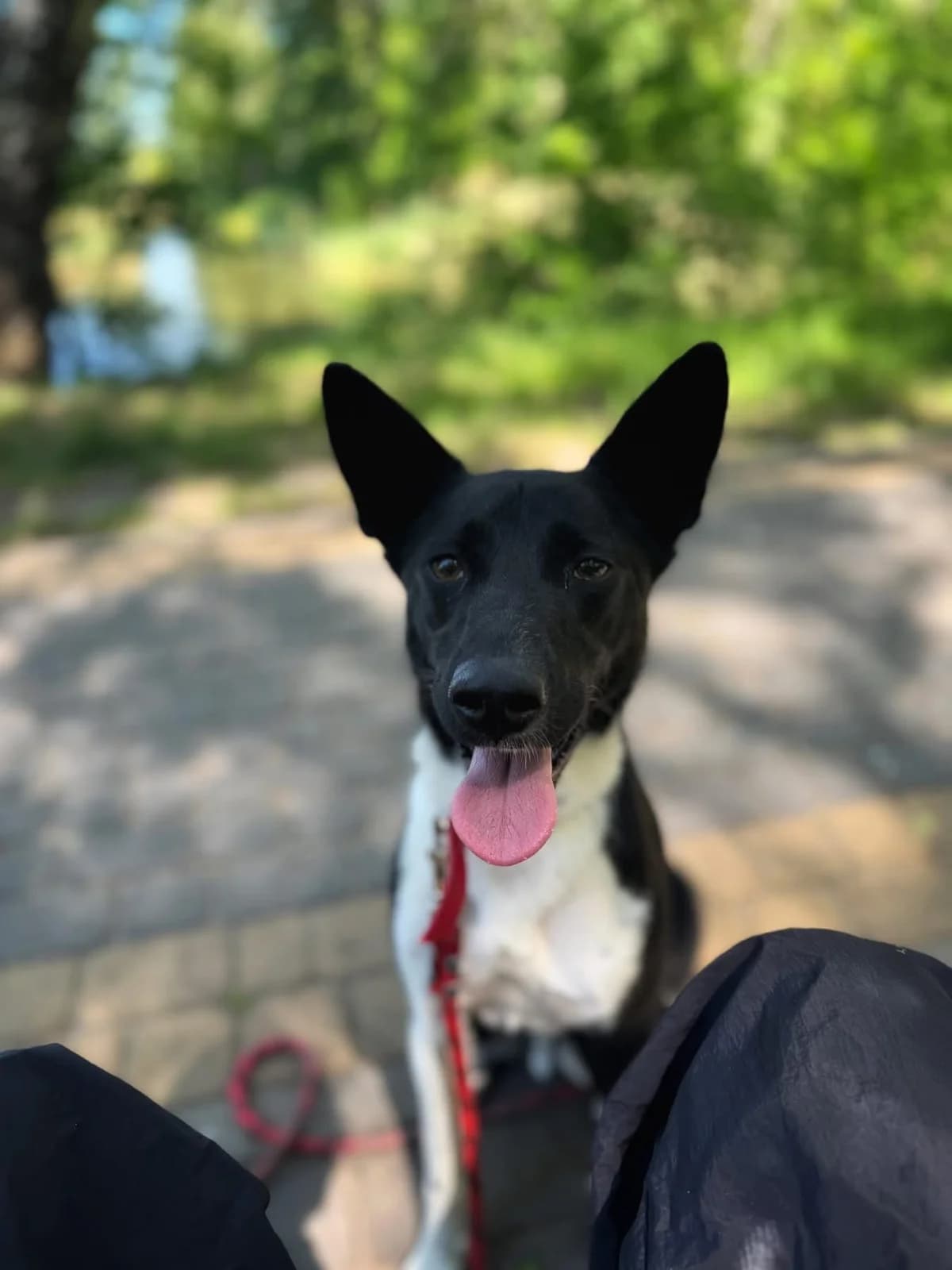 Hugo, male puppy Mixed Breed for adoption at Schronisko Gliwice
