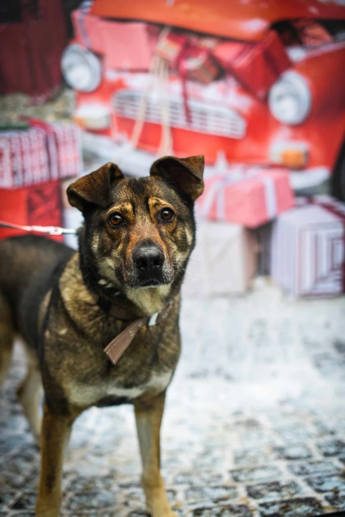 Igor, male 5yo Mixed Breed for adoption at Schronisko Gliwice