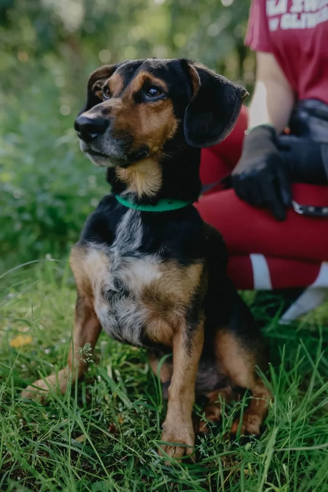 Krzysiu, male puppy Mixed Breed for adoption at Schronisko Gliwice