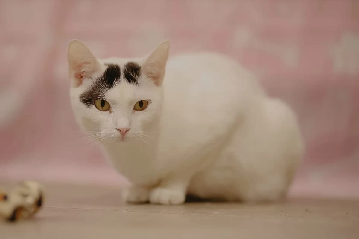 Lea, female young Mixed Breed for adoption at Schronisko Gliwice