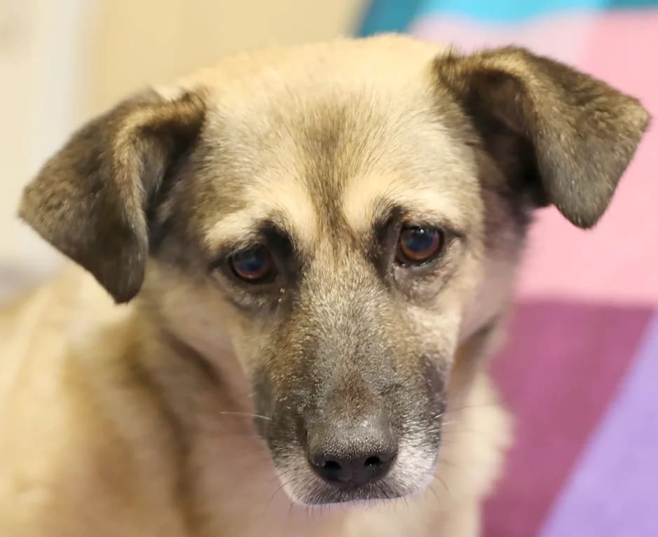 Miki, male 5yo Mixed Breed for adoption at Schronisko Gliwice