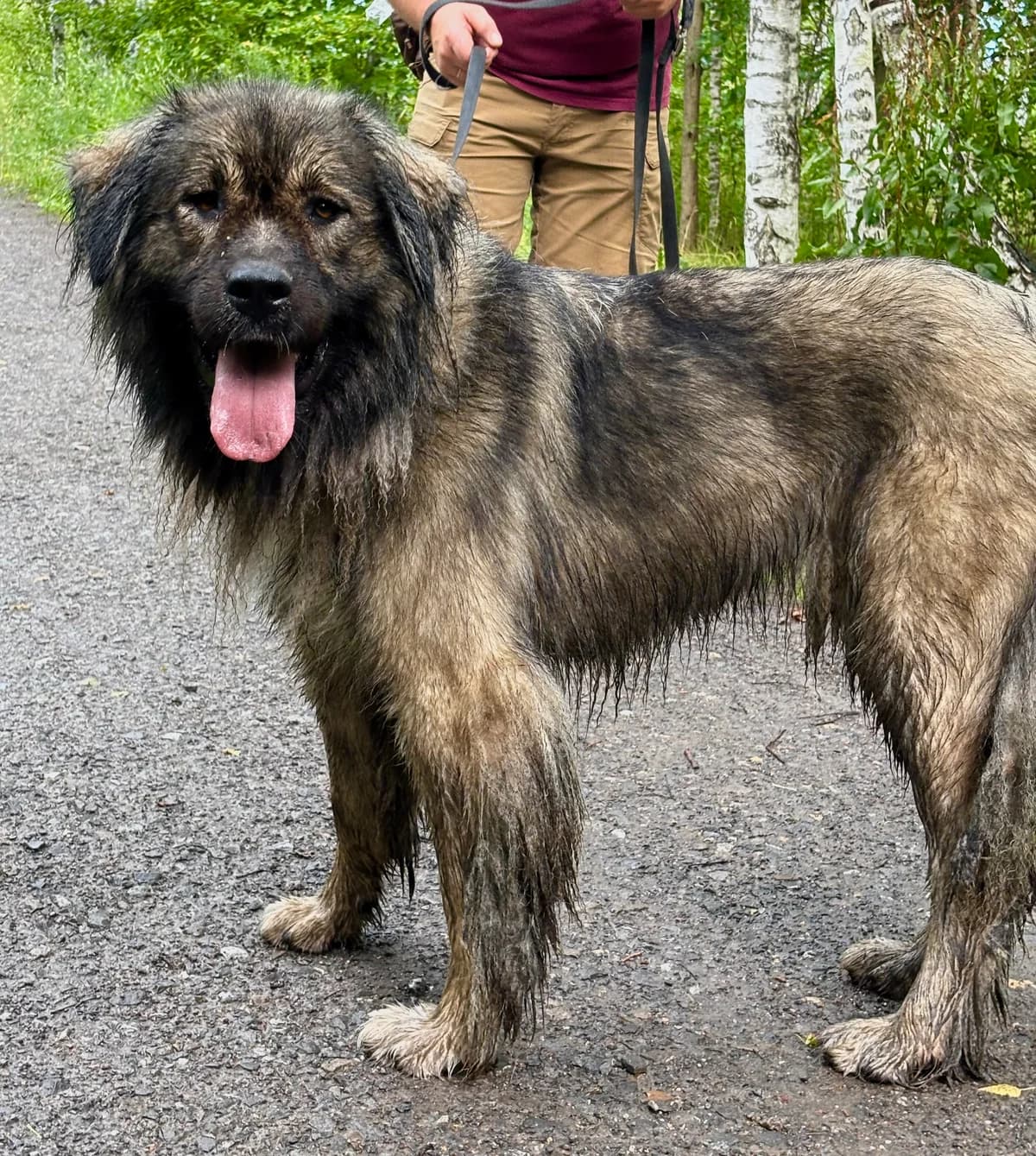Molly, female puppy Mixed Breed for adoption at Schronisko Gliwice