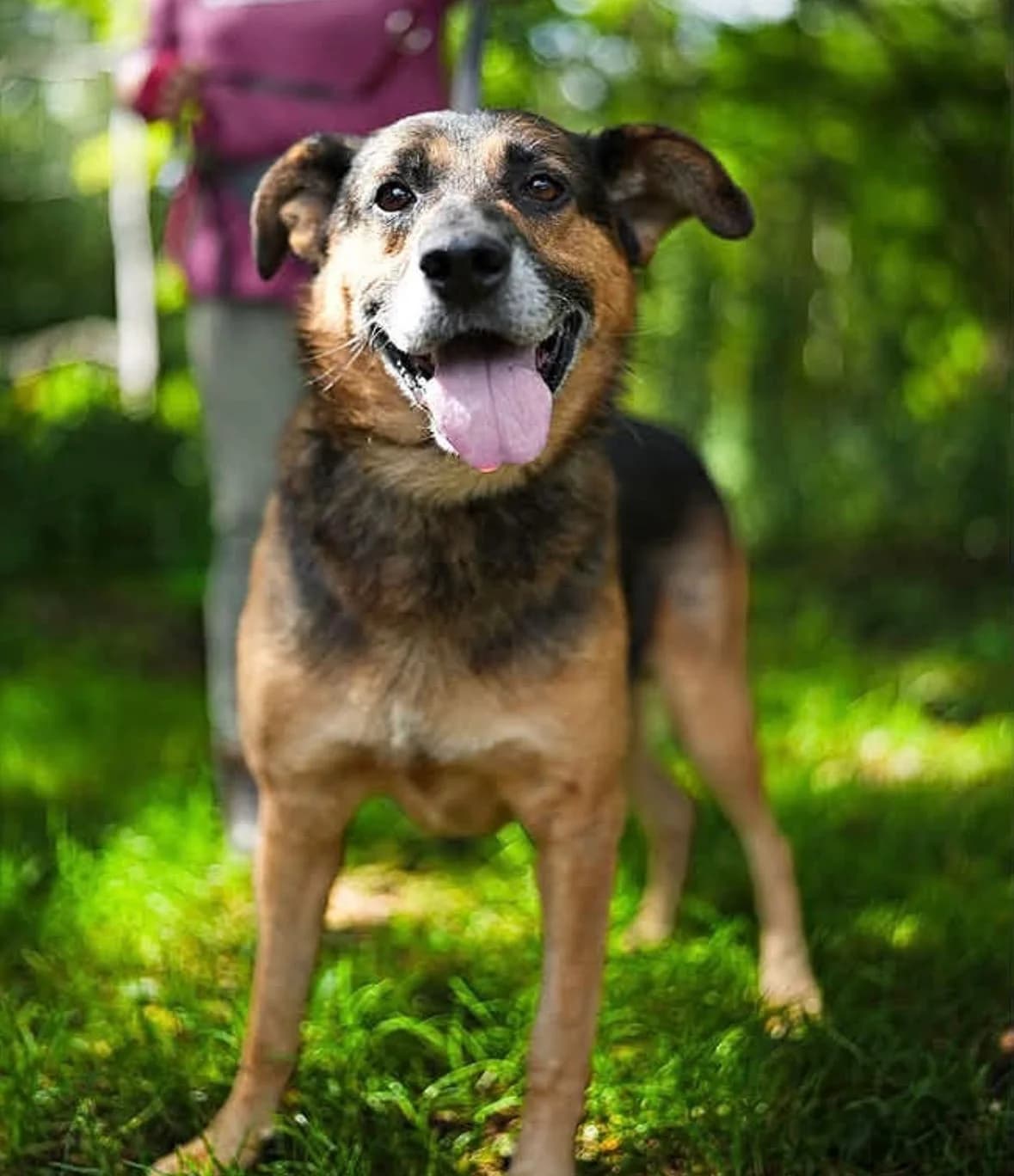 Murek, male senior Mixed Breed for adoption at Schronisko Gliwice
