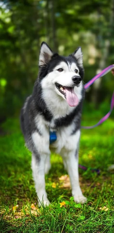 Nutka, female puppy Mixed Breed for adoption at Schronisko Gliwice