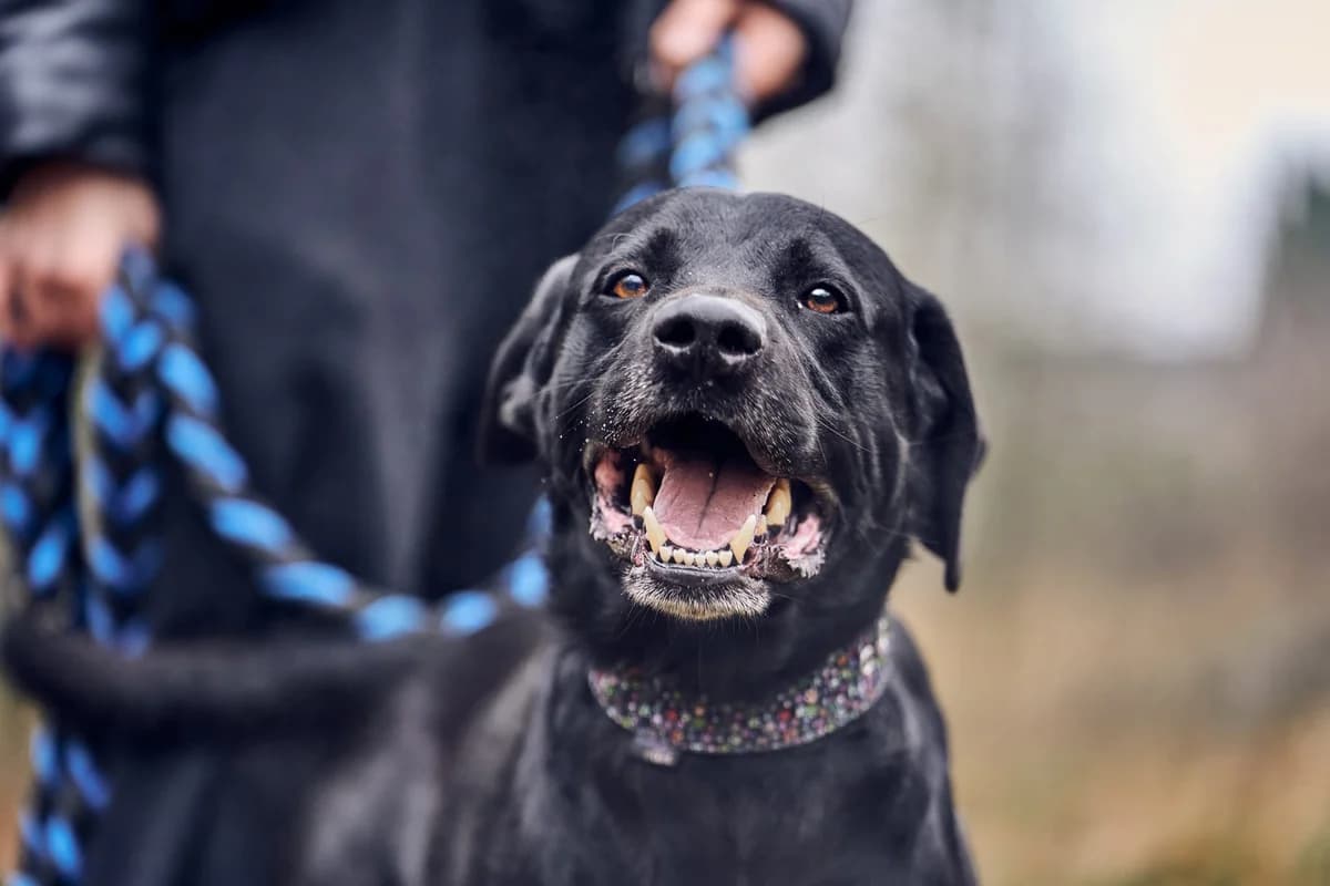 Pako, male puppy Mixed Breed for adoption at Schronisko Gliwice