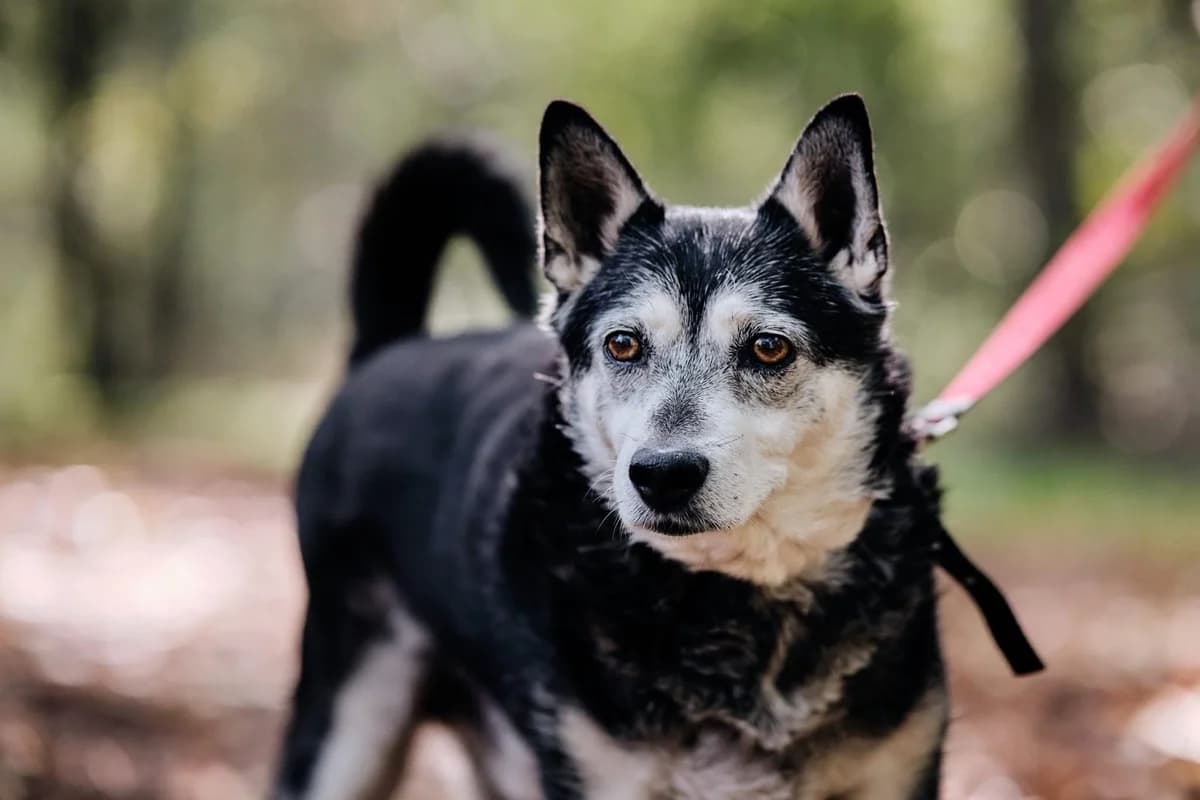 Płotek, male senior Mixed Breed for adoption at Schronisko Gliwice