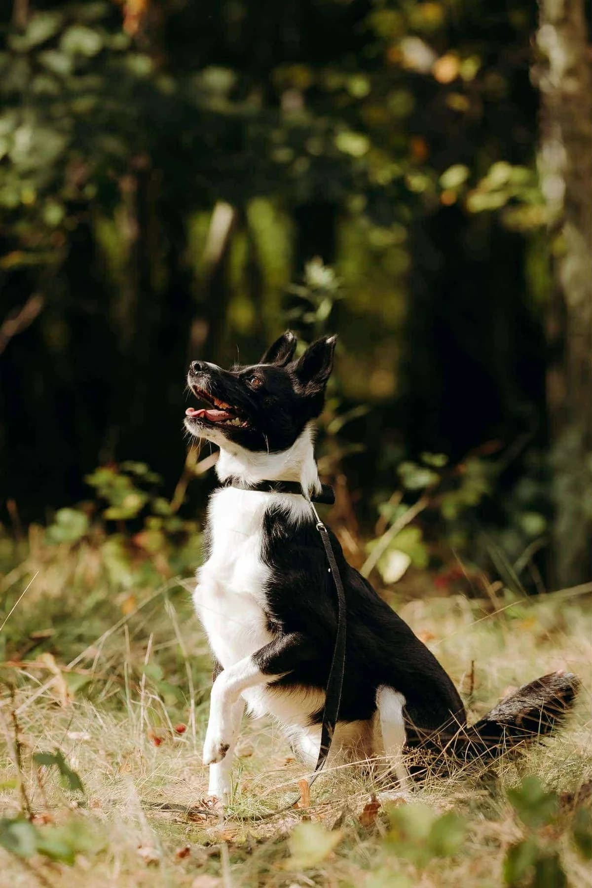 Radar, male young Mixed Breed for adoption at Schronisko Gliwice