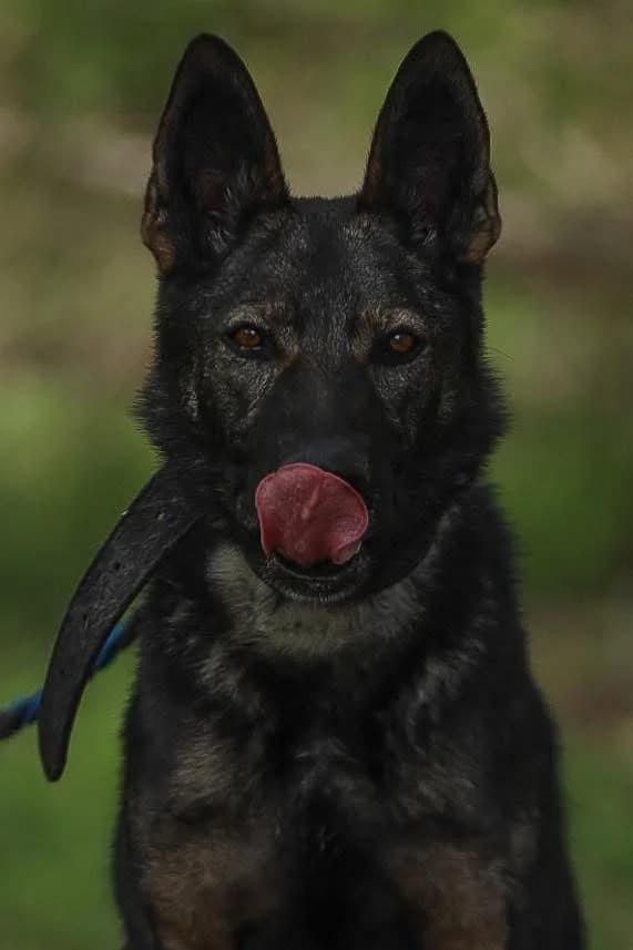 Rambo, male puppy Mixed Breed for adoption at Schronisko Gliwice