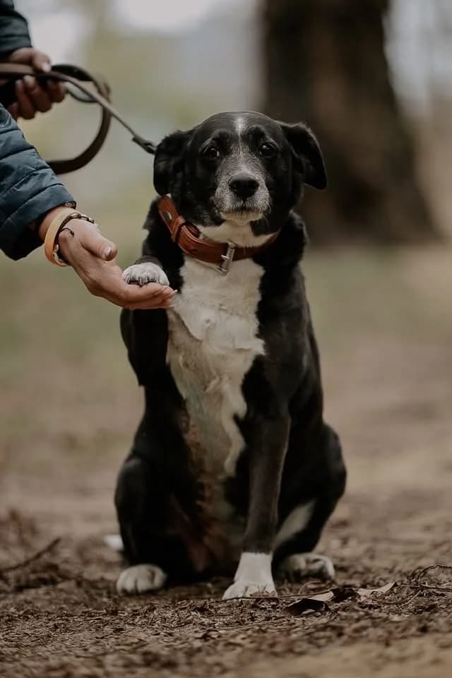 Sara, female senior Mixed Breed for adoption at Schronisko Gliwice