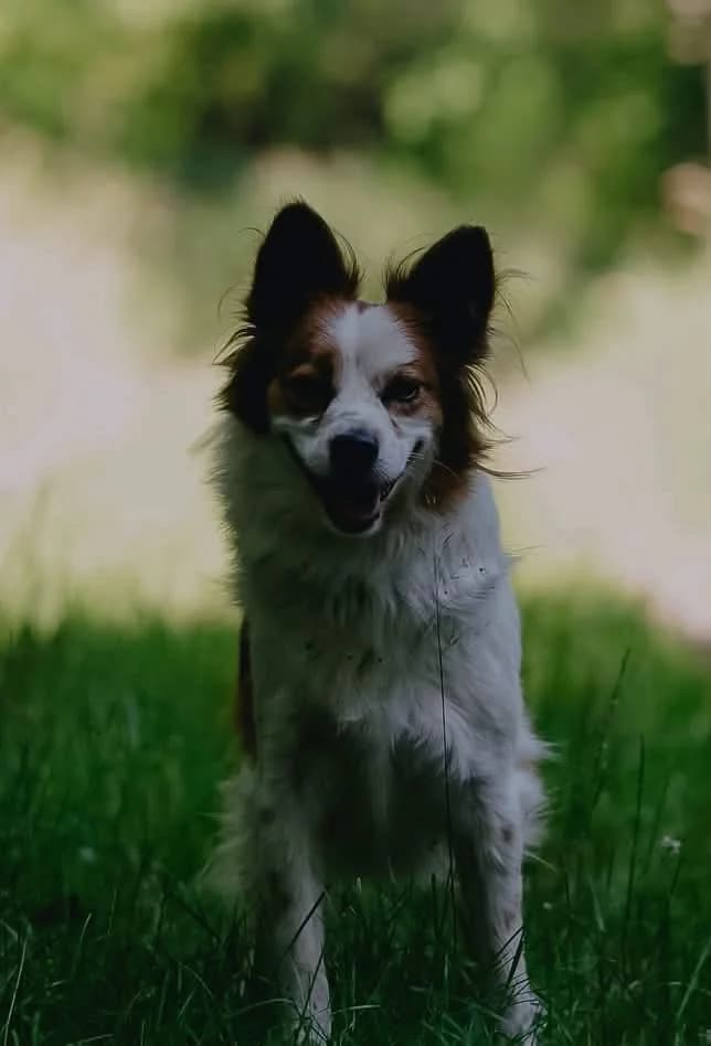 Simba, Mixed Breed (Schronisko Gliwice)