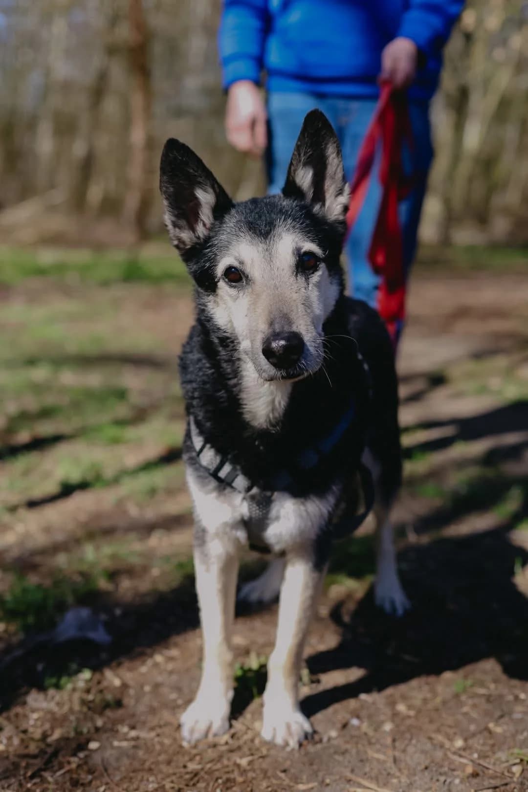 Staś, male senior Mixed Breed for adoption at Schronisko Gliwice
