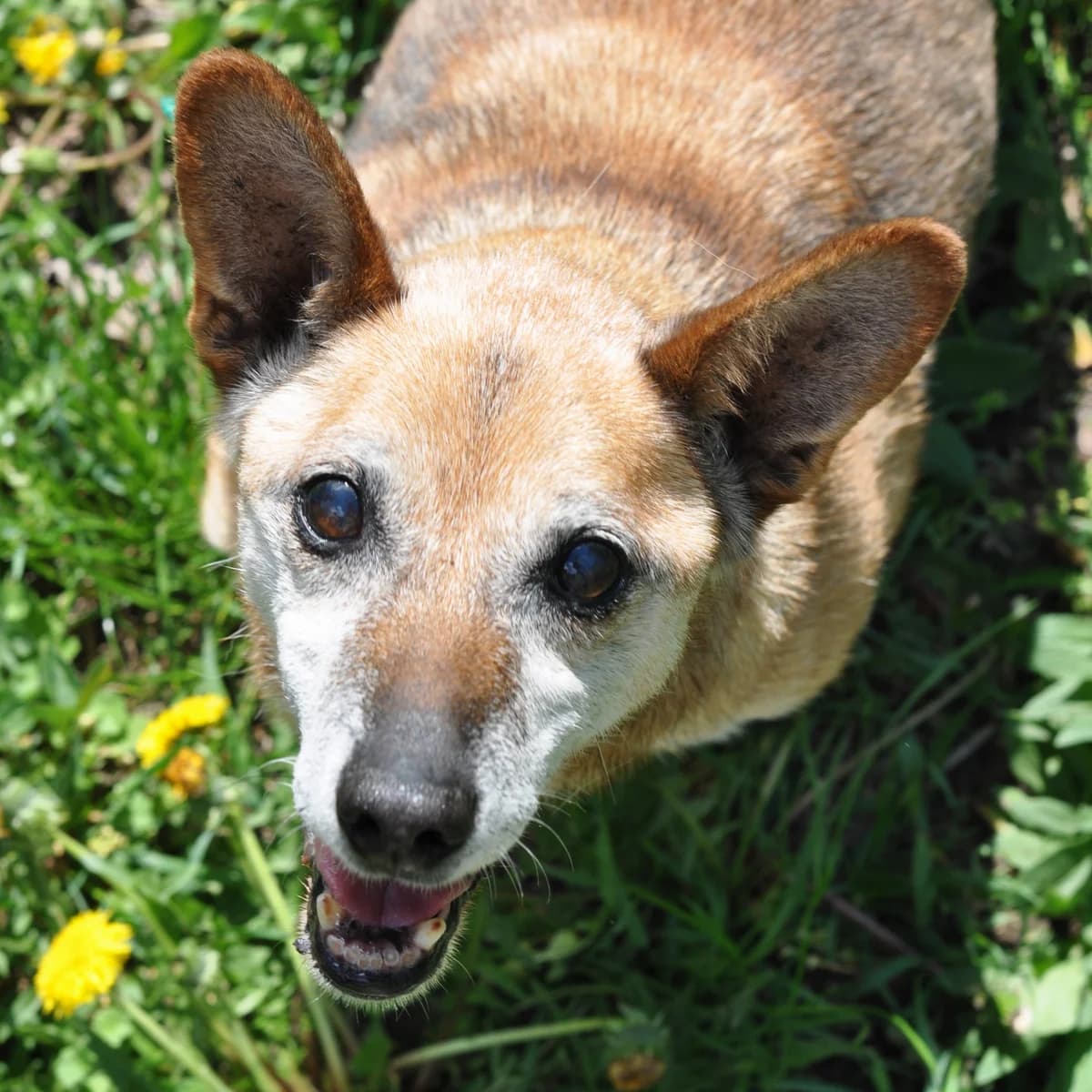 Szeryf, male senior Mixed Breed for adoption at Schronisko Gliwice