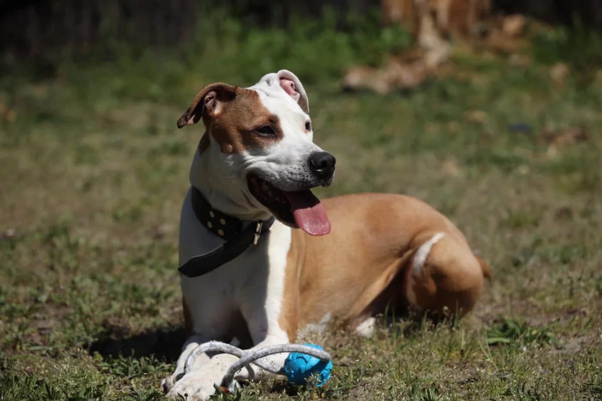 Szila, female 6yo Mixed Breed for adoption at Schronisko Gliwice