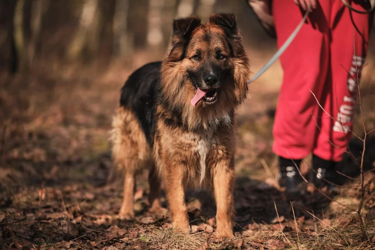 Tofik, male puppy Mixed Breed for adoption at Schronisko Gliwice
