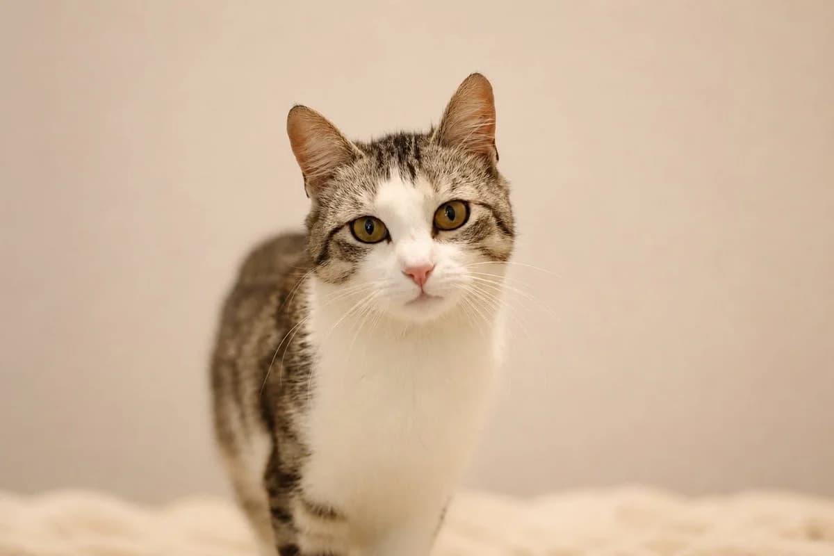 Tosia, female 3yo Mixed Breed for adoption at Schronisko Gliwice