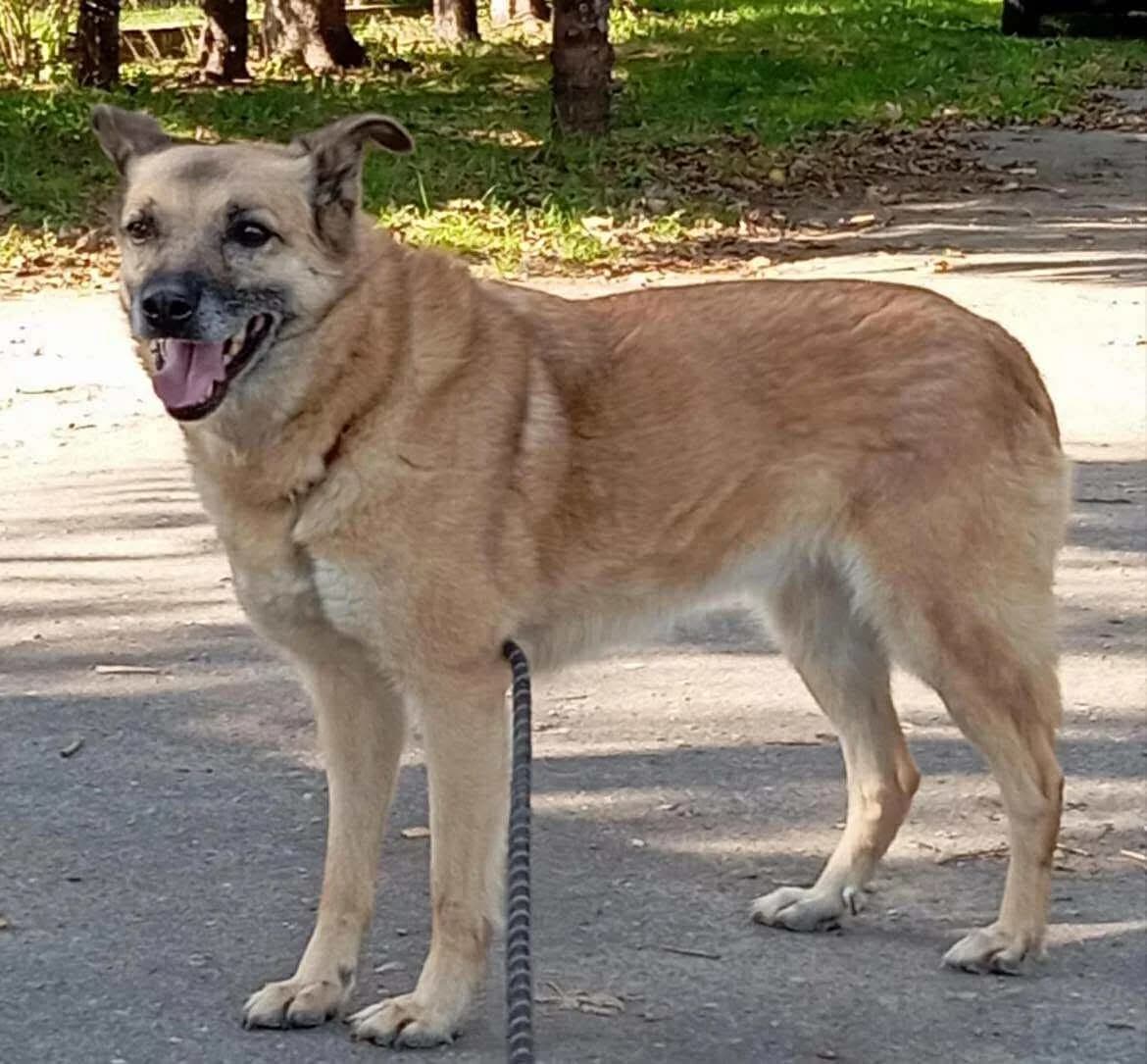 BISIA,  Mixed Breed for adoption at Schronisko dla Zwierząt w Gnieźnie, Gniezno
