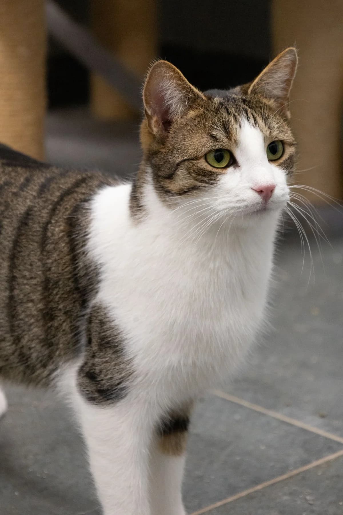 MAGU,  Mixed Breed for adoption at Schronisko dla Zwierząt w Gnieźnie, Gniezno