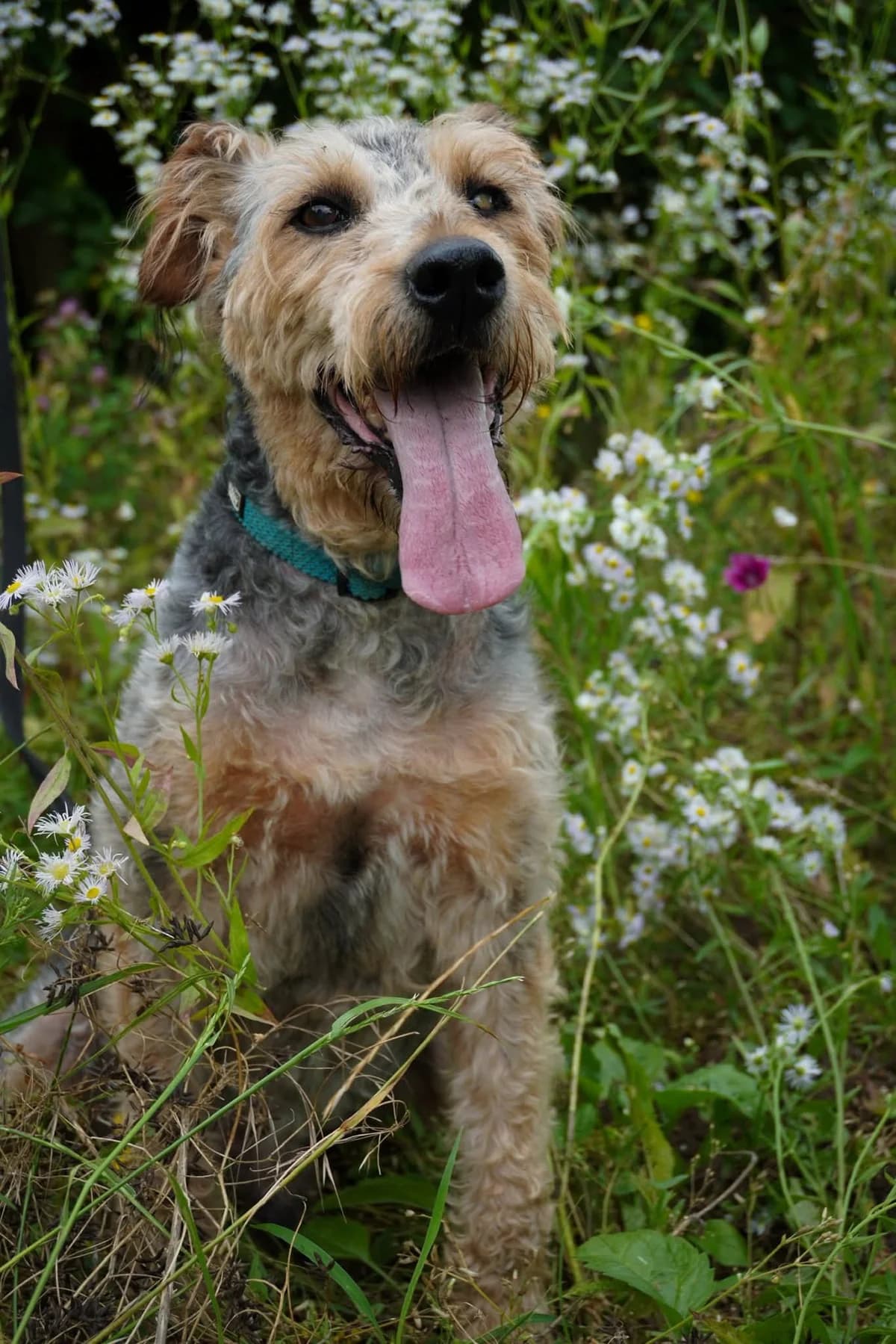 LOCZEK,  Mixed Breed for adoption at Schronisko dla Zwierząt w Gnieźnie, Gniezno