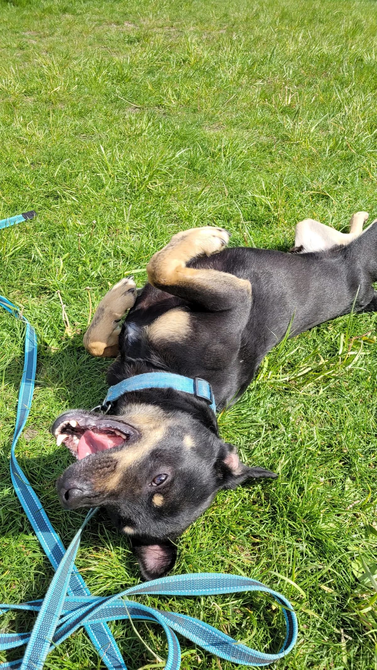 DYZIO,  puppy Mixed Breed for adoption at Schronisko dla Zwierząt w Gnieźnie, Gniezno
