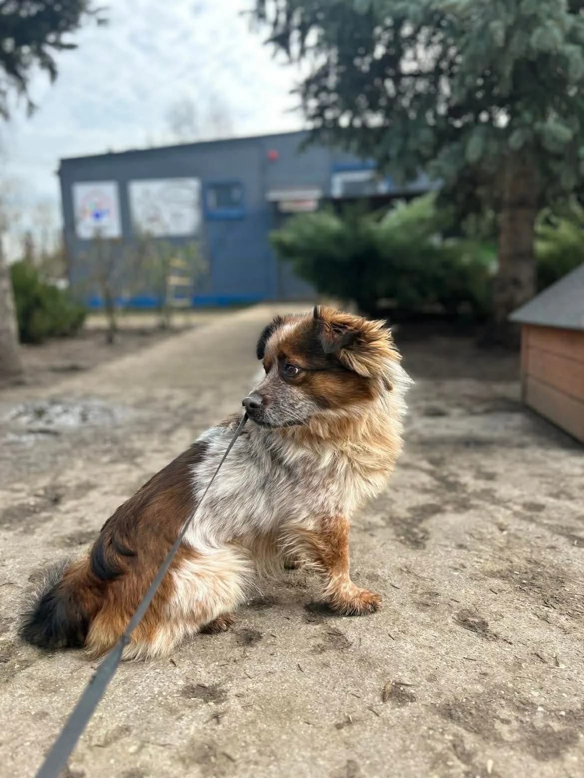 KOLEŚ,  Mixed Breed for adoption at Schronisko dla Zwierząt w Gnieźnie, Gniezno
