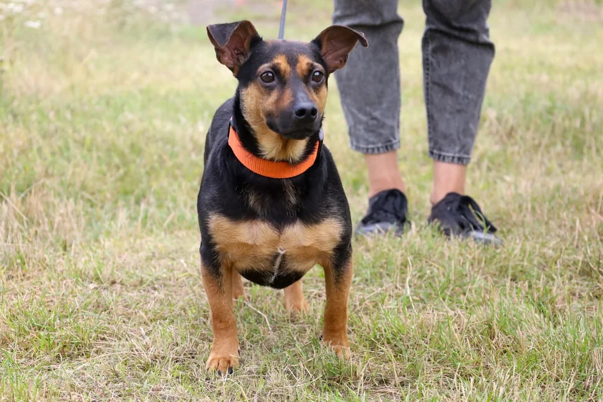 FRUZIA, male Mixed Breed for adoption at Schronisko dla Zwierząt w Gnieźnie, Gniezno