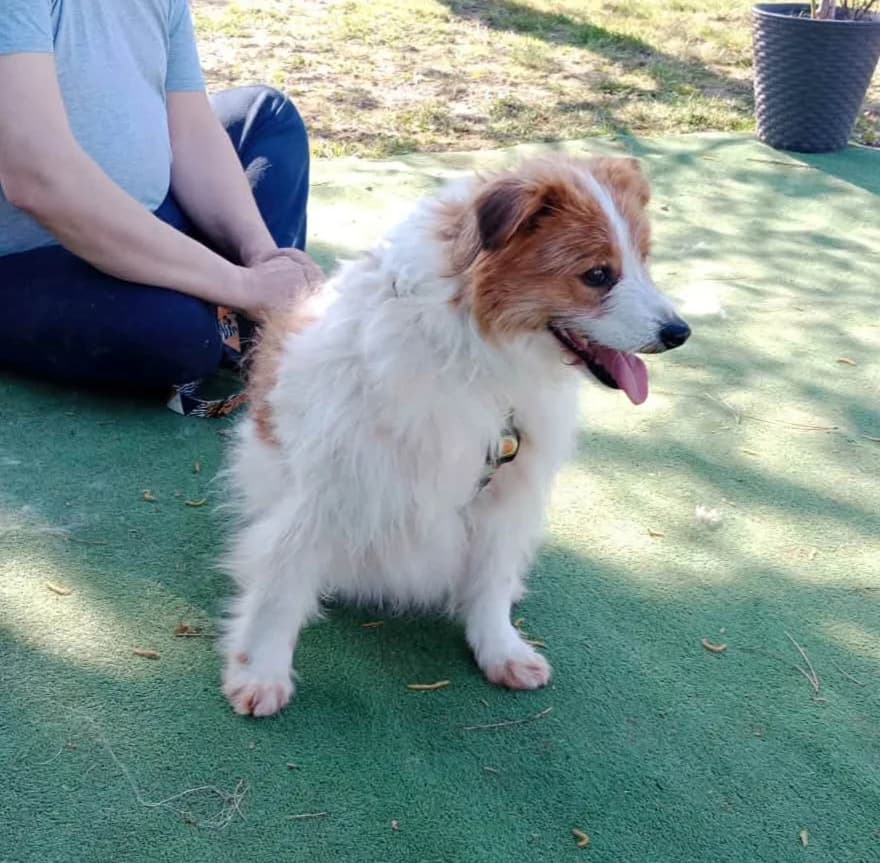 ZUZU, male Mixed Breed for adoption at Schronisko dla Zwierząt w Gnieźnie, Gniezno