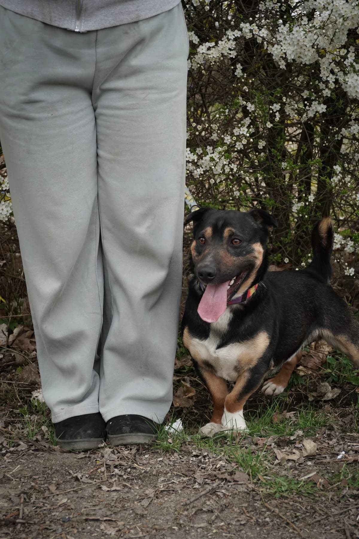 DŻEKUŚ, Mixed Breed (Schronisko dla Zwierząt w Gnieźnie)