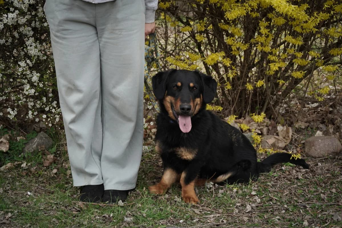 OLAF, Mixed Breed (Schronisko dla Zwierząt w Gnieźnie)